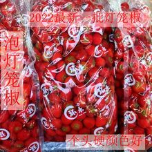 重庆四川泡灯笼椒珠子椒红辣椒圆泡椒大包装商用个头硬散称不加水