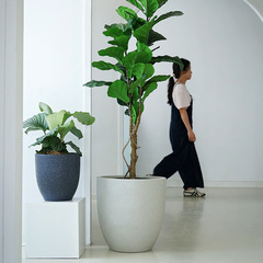 Nordic simple cement flowerpot living room floor-standing creative personality round extra-large green plant pot pot