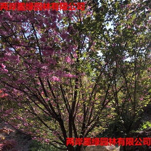 ���l�����ձ��ѻ�����L����ͥԺ�G��������� ��ѵ�3-30����