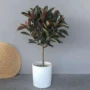 盆栽客厅大型花叶橡皮树
