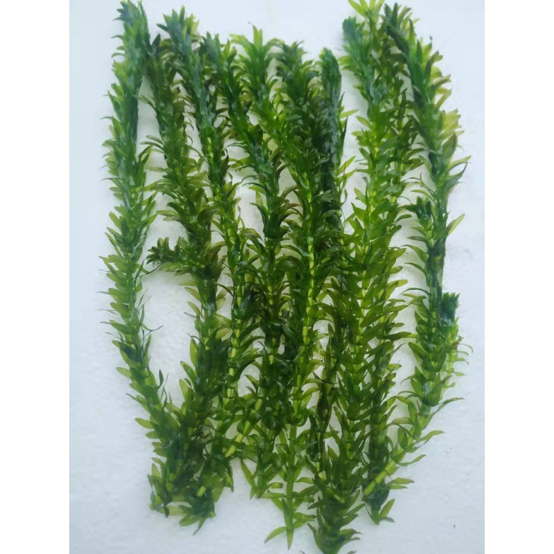 净水植物蜈蚣草鱼缸造景懒人水草冷水真水草耐低温按斤水蕴草鱼虾 种苗花卉网