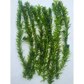 水蜈蚣草 水蜈蚣草批发 促销价格 产地货源 阿里巴巴