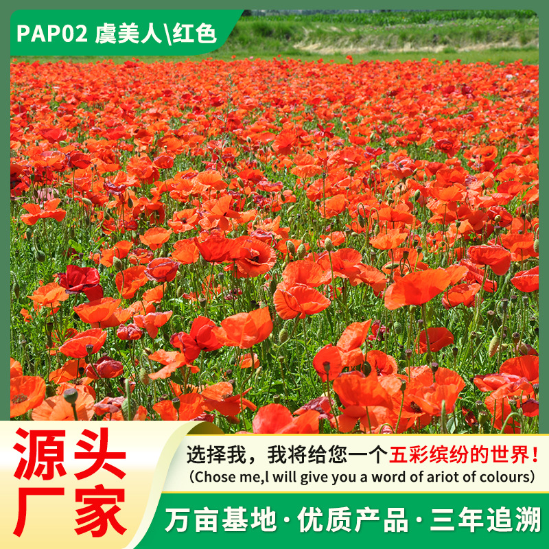 虞美人花种籽子四季播种开花一年生室外庭院虞美人耐寒花种子