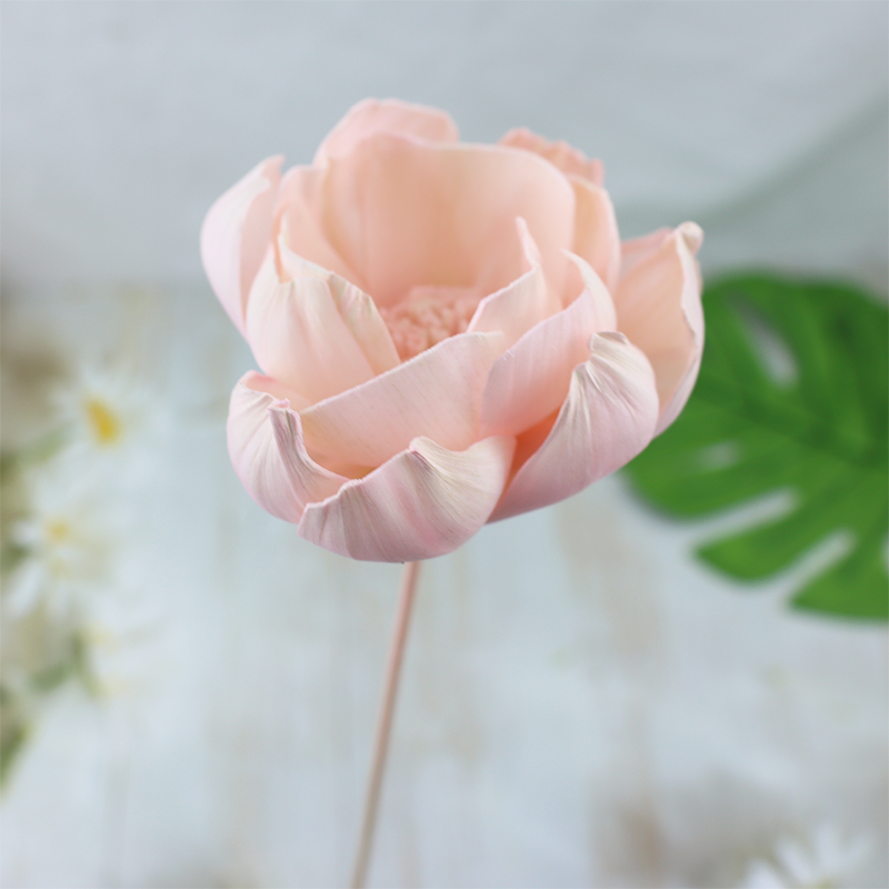 Una flor de peonía de color rosa claro-2