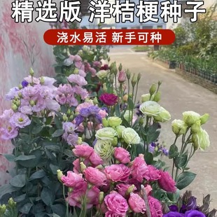 �ļ����N��۹����N���ذ��_���׻�ܷN��ͥԺ���⻨�N����