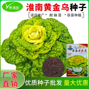 ���l�S�Ğ����˷N���ͺ��S�Ĳ˷N�Ѿջ��Ĳ����׷N�̨СԺ�߲���