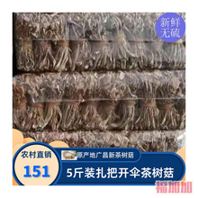 24年江西广昌茶树菇干货新菇热卖长条扎把5斤装干净无碎清香菇类