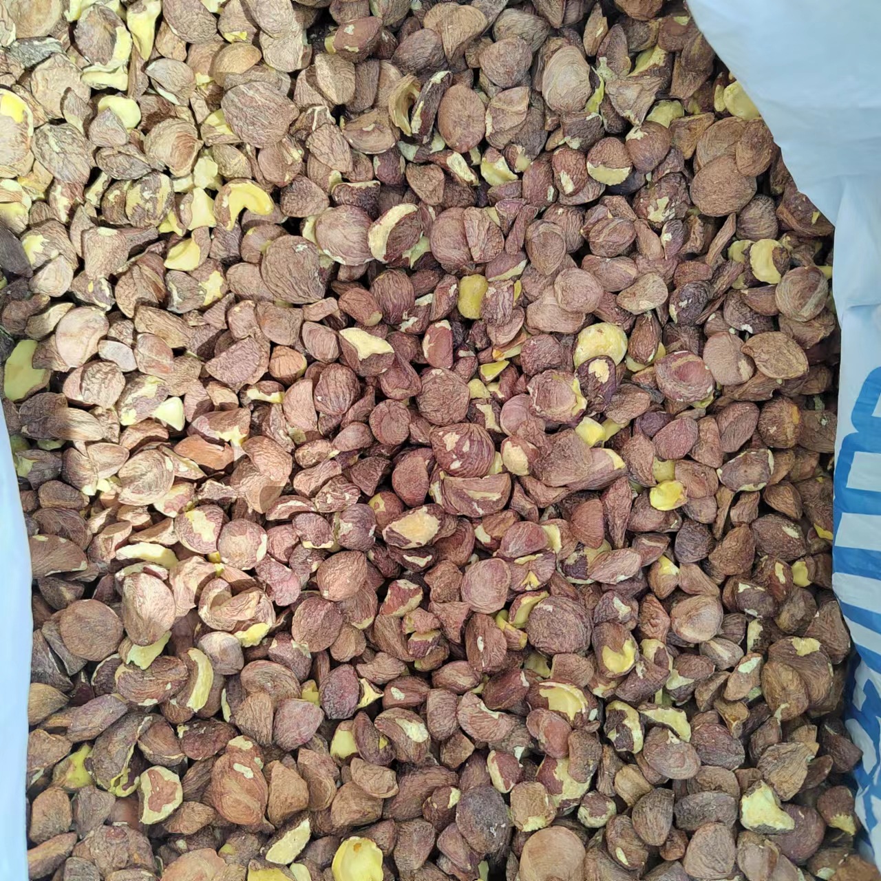 特产地茶籽批发江西高山茶油压榨木本油料天然油茶籽油干油茶籽仁