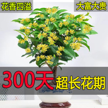 四季桂花树好养浓香型盆栽阳台庭院四季开花金桂花卉老桩室内易活