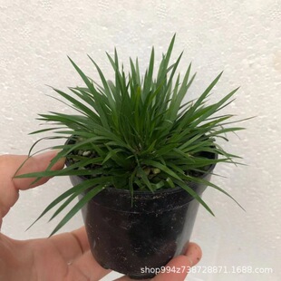 ���X������΢���辰΢�������Gֲ����ֲ���k���������ļ�����Gֲ