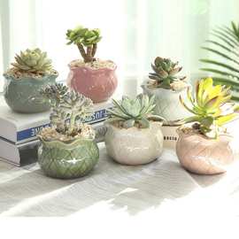 多肉花盆陶瓷创意肉肉植物大套装组合缺口特大号大口径落地式其他