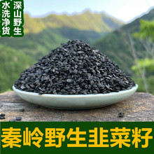 韭菜籽中药材正野生炒熟韭菜子老种韭菜籽粉枸杞茶男士泡水喝
