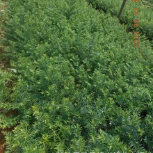 批发红豆杉小苗 湖南红豆杉曼地亚红豆杉树盆景 量大