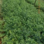 湖南量大红豆杉小苗