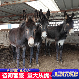 �|��������H�Ј� �����H�r5�����H���N��ë�H���l