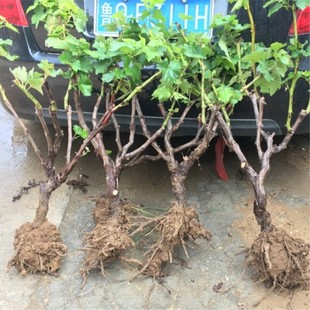 �{��ʯ���ј��m�Ϸ������Nֲ�ش����ٹ������������Ե��Ԯ���Y��