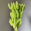 A bunch of light green rabbit tails around 60