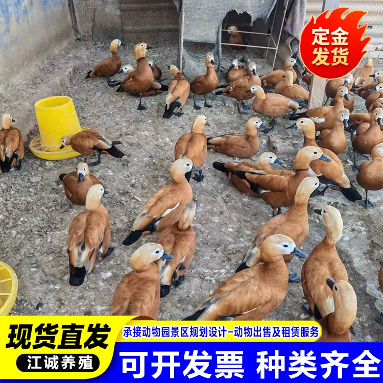 Декоративные животные, редкие птицы, водоплавающие птицы, живые животные, база для разведения краснохвостых уток, зоопарк, милая домашняя краснохвостая утка, цена