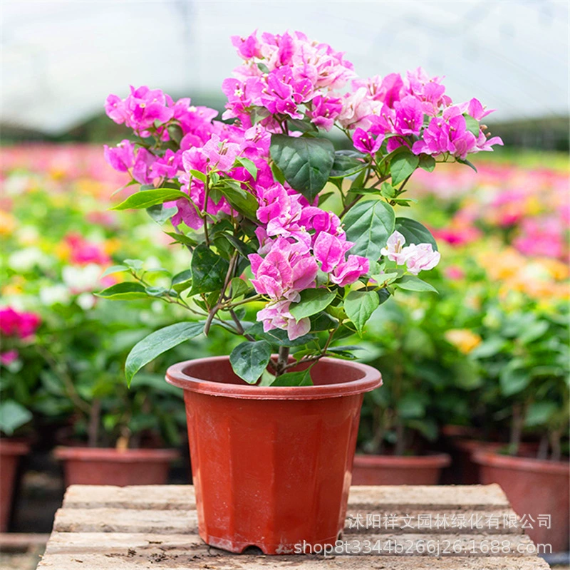 Цветущая Бугенвилля в горшке Многоцветная рассада Садовые восхождение Цветы Зеленая посадка Двухлепестковая рассада