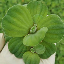 水芙蓉植物裸根不带土观叶客厅窗台庭院池塘鱼缸养殖净化空气水质