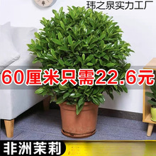 ļͥԺ@ͺBGֲ҃ȃ՚Gֲ