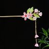 Hairpin 2638