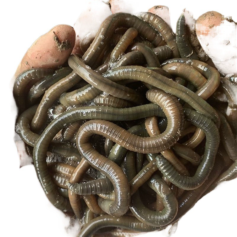 Черный земля worm свежая живая наживка рыбная ловля Хуанли зелёные земляworm вонючая наживка наживка бумага всесторонняя наживка