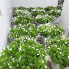 �Gë���r���Gʯ�����l���ֱ�l�����r���[�P�҃�ˮ�BС���»����L