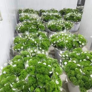Green Hair Ball Flowers Green Carnation Wholesale Yunnan Straight Hair Kunming Flowers Arranged Indoor Water-Raised Small Fresh Flowers with Long Flowering Period
