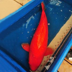 src=http_%2F%2Fgaitaobao2.alic