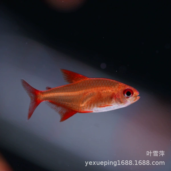 Small South American F1 sweet lemon about 2cm