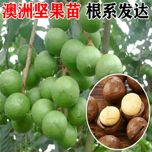 �����Ĺ��������ވԹ���޽Ӱ��ވԹ�������һ̖�Ꭷ����
