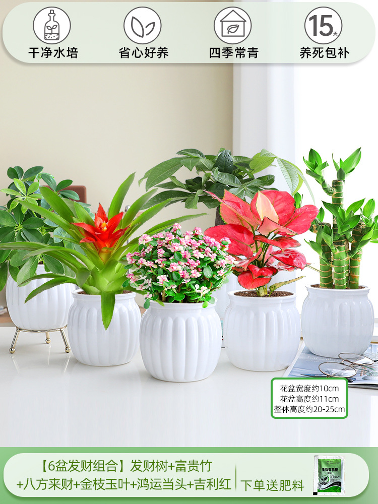 [6 화분 행운 조합] 돈나무 + 행운의 대나무 + 사방에서 오는 부 + 금가지와 옥잎 + 행운 + 상서로운 빨간색