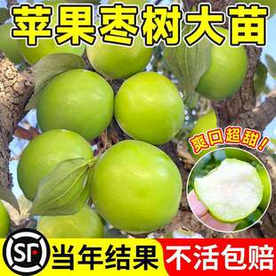 ����O���������󗗳����ش�̖�ϱ���ͥԺ���Թ��䰫����������