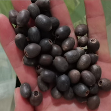 水生莲子花种子莲花水培荷花菜莲多色大睡莲碗莲种子四季开花种子
