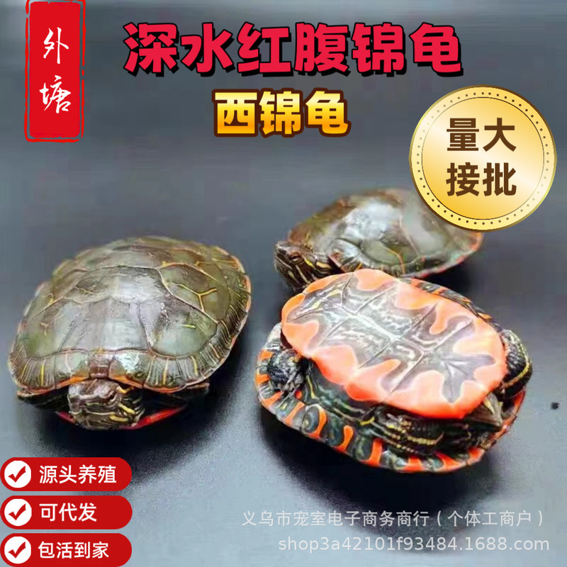 Xijin Turtle, Red-Bellied Deep-Water Turtle, Domestic Pet for Viewing, Wholesale for Outdoor Ponds, High-End Turtle, Lively, Cute, and Beautiful