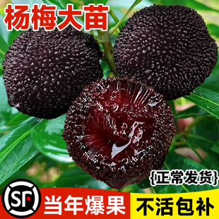 ���ڼ޽Ӗ|����÷������÷���ϱ����Nֲ���Թ����箔��Y���ش�