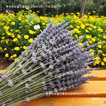 ޹���»��ɻ������Ĕz�Ҿ��b[���廨޹�¸ɻ��S��ֱ�N���]֦�l