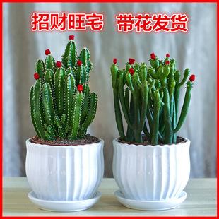 Succulent Cactus Potted Plant for Living Room, Indoor Office Desktop, Easy to Care For, Formaldehyde Absorbing