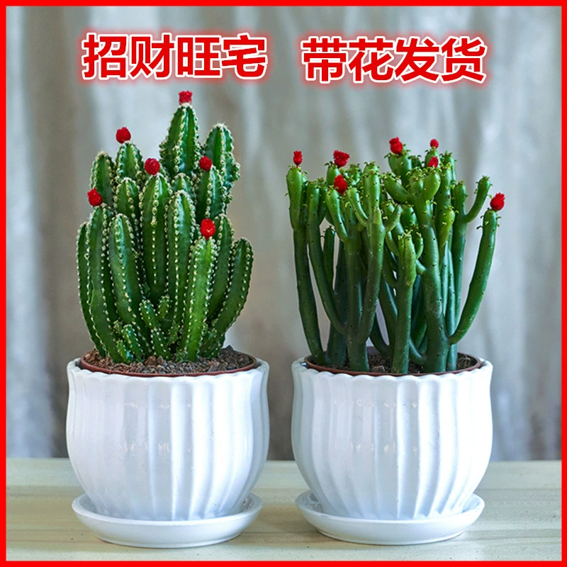 Суккулентное кактусовое растение в горшке для гостиной, офисного рабочего стола в помещении, легко ухаживать, поглощает формальдегид.