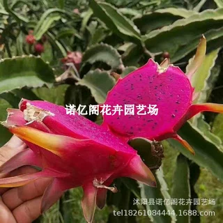 红肉火龙果苗盆栽当年结果金都一号桂红龙黄龙燕窝软枝大红龙白肉