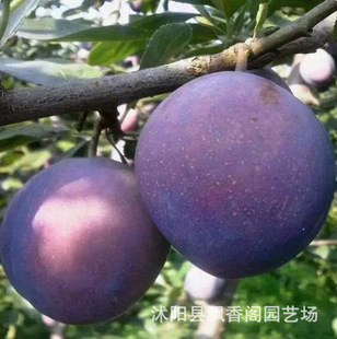 һ�����l�ڲ��ִ����Ә����ϱ������Թ������Լ޽����Ó�����쮔
