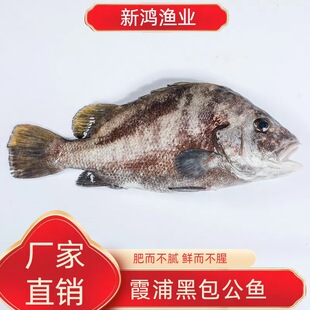 霞浦海鱼包公鱼 新鲜水产海捕石斑鱼 当天现捞活鱼冷链厂家直发-阿里巴巴