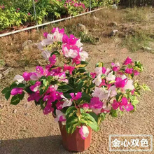 ����÷���Դ��玧���Ϙ�����ֲ��÷�����ļ��_�����BͥԺ�ذ�G��