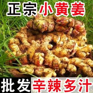 【现挖现发】精选小黄姜新鲜生姜子姜姜蔬菜生姜批发沙姜-阿里巴巴