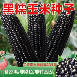 南漳县力琬宇苗木店