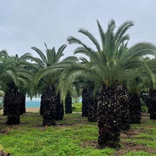 Fujian Canary Sea Jujube Base Wholesale Tropical Plants Canary Sea Jujube Palm Trees Place of Production 3m -Foot-Tall