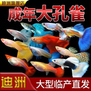 ������ȸ���w���~�ᎧС�͵�ˮ�R�Pβ�~���B�ͻ��׷�ֳ���~��