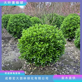 乔木;灌木;景观工程项目