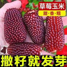 草莓玉米种子水果菠萝玉米种子小玉米迷你超小袖珍文玩玉米种子籽